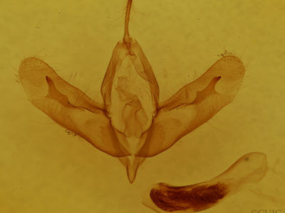 genitalia view of adult Acronicta tristis
