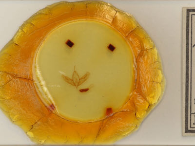 slide view of adult Acronicta tristis