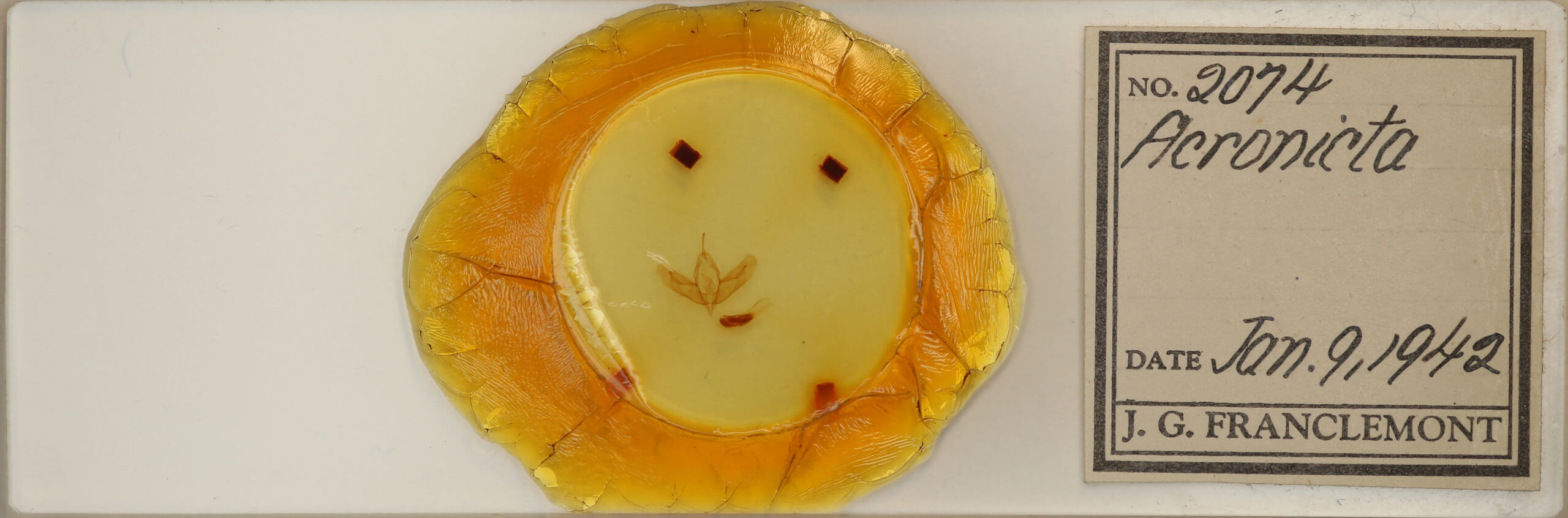 slide view of adult Acronicta tristis