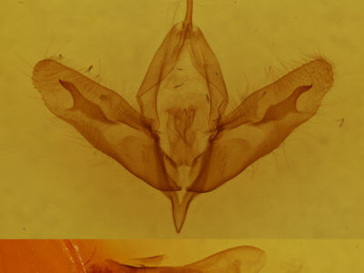 genitalia view of adult Acronicta tristis