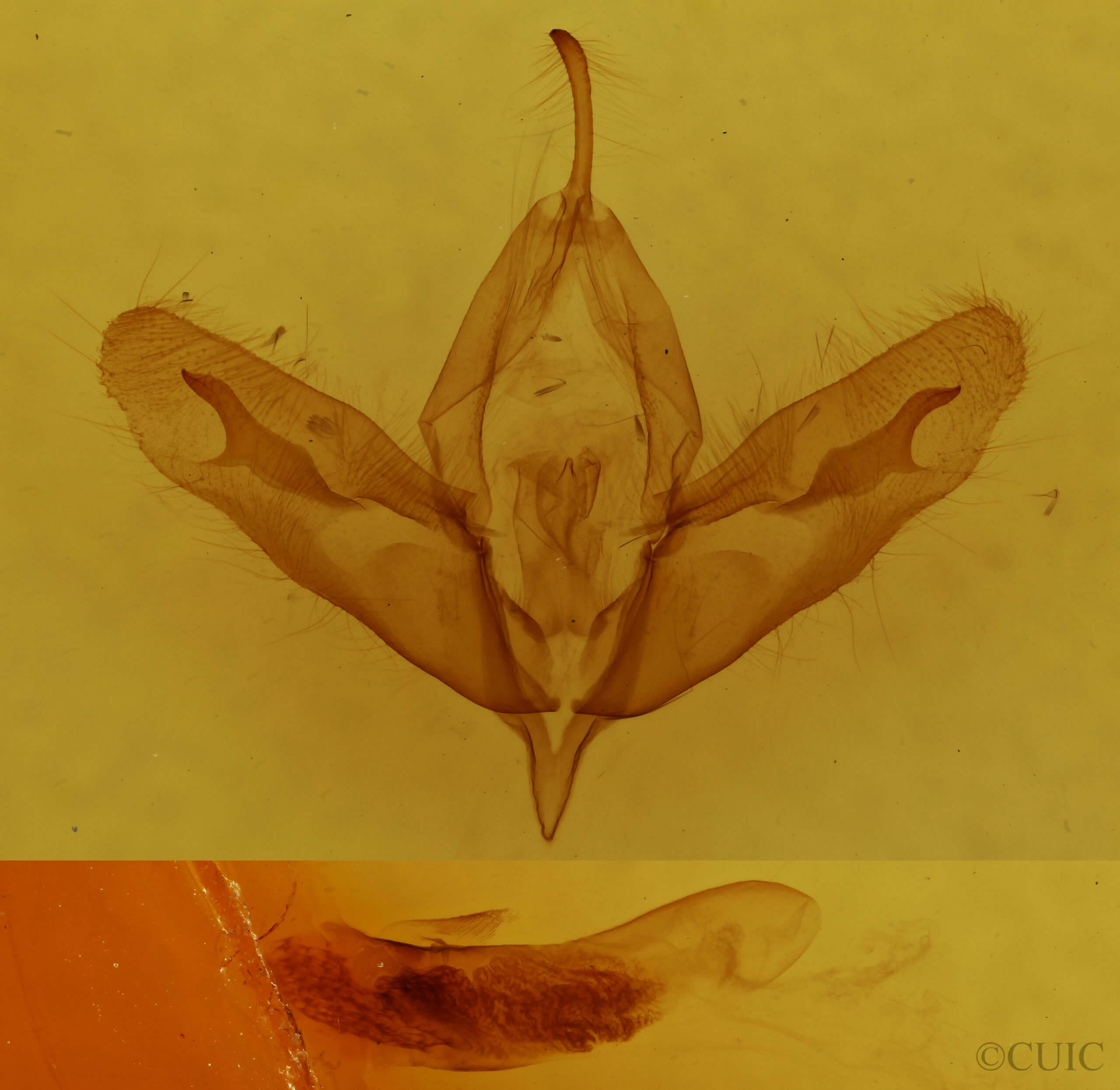 genitalia view of adult Acronicta tristis