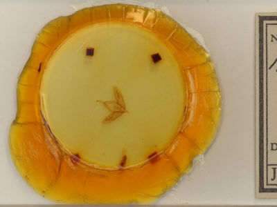 slide view of adult Acronicta tristis