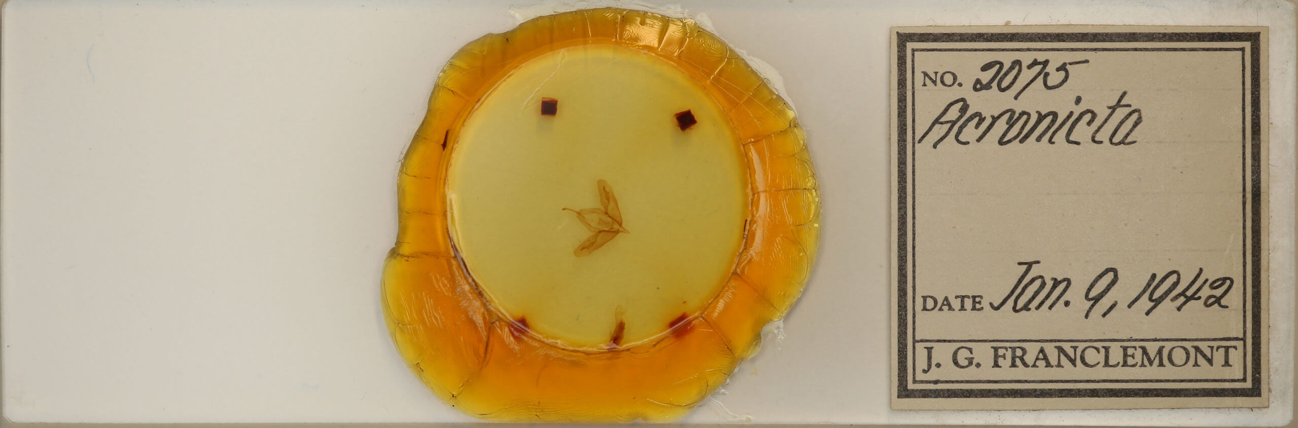 slide view of adult Acronicta tristis