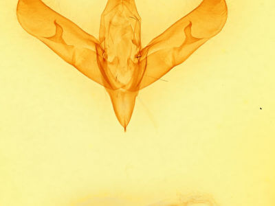 genitalia view of adult Sympistis chionanthi