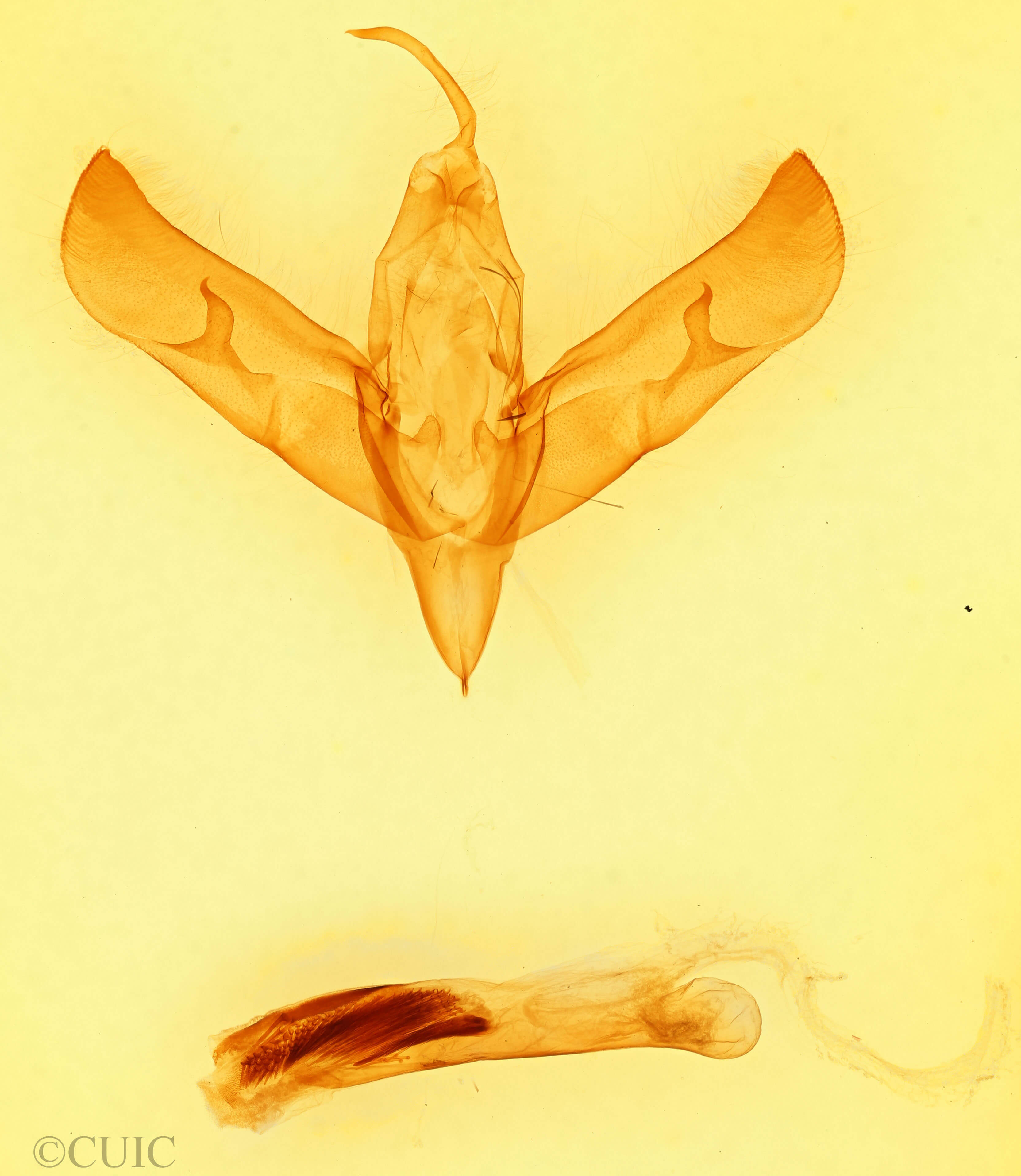 genitalia view of adult Sympistis chionanthi