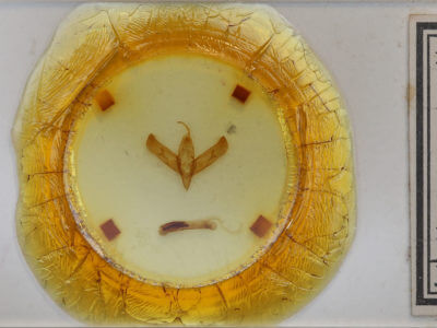 slide view of adult Sympistis chionanthi