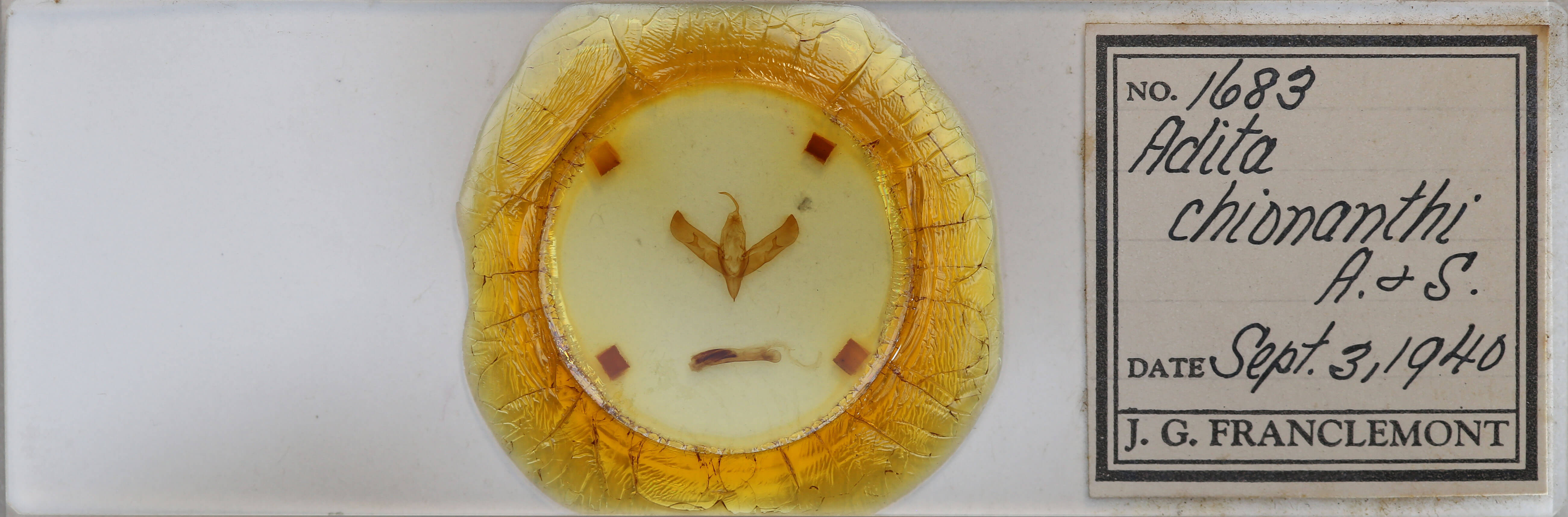 slide view of adult Sympistis chionanthi