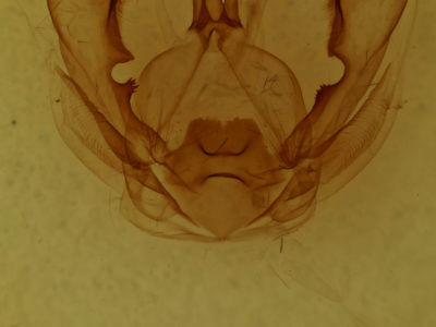 genitalia view of adult Hexafrenum leucodera