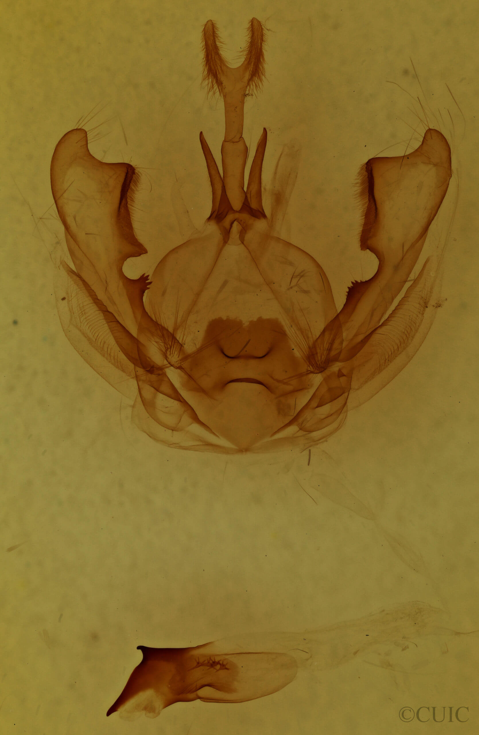 genitalia view of adult Hexafrenum leucodera