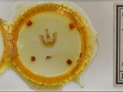 slide view of adult Hexafrenum leucodera