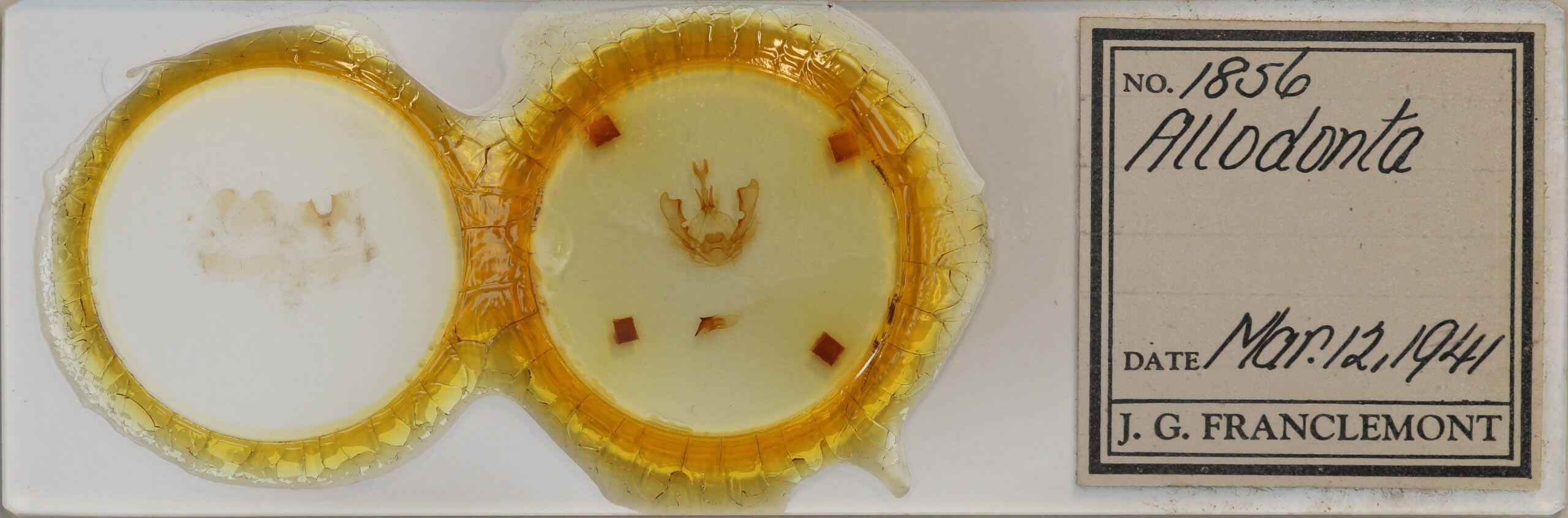 slide view of adult Hexafrenum leucodera