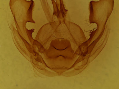 genitalia view of adult Hexafrenum leucodera