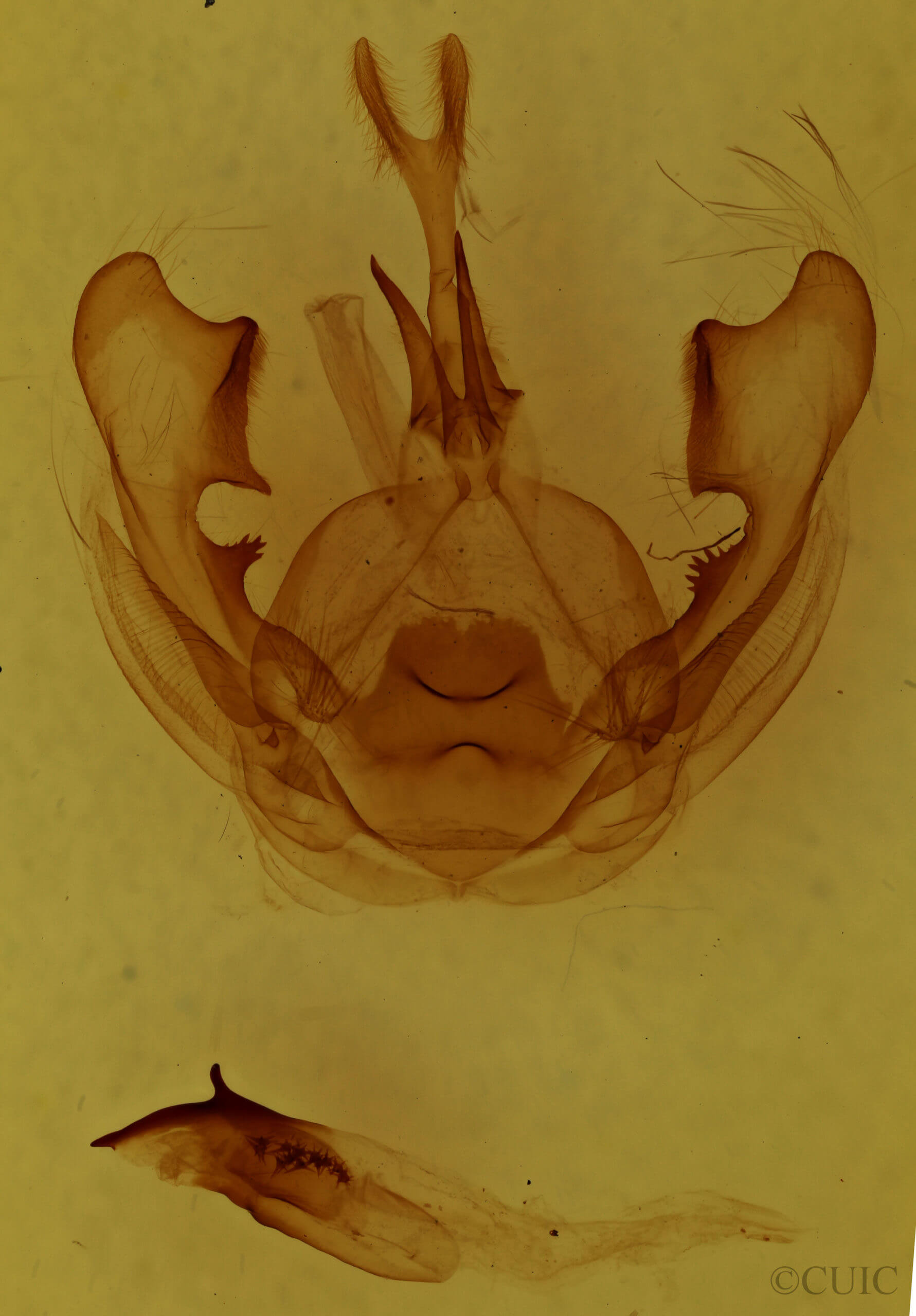 genitalia view of adult Hexafrenum leucodera