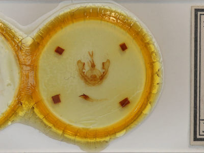 slide view of adult Hexafrenum leucodera