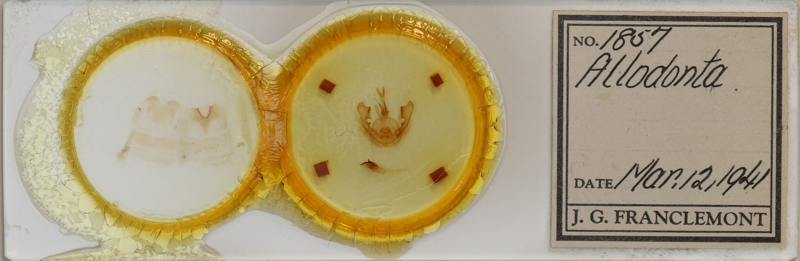 slide view of adult Hexafrenum leucodera