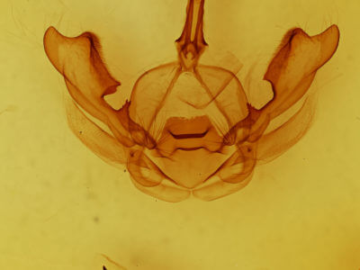 genitalia view of adult Hexafrenum leucodera