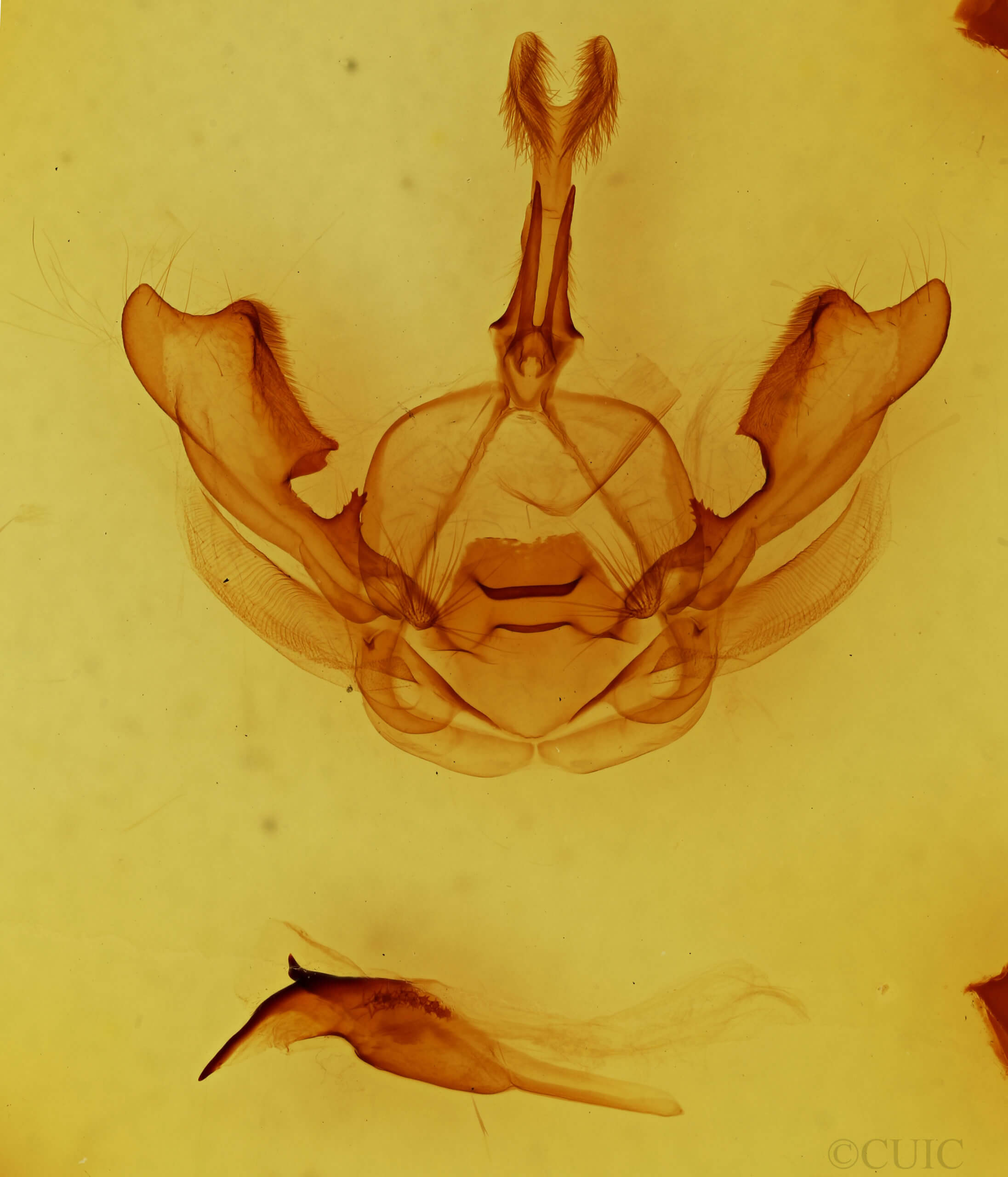 genitalia view of adult Hexafrenum leucodera