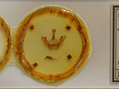 slide view of adult Hexafrenum leucodera