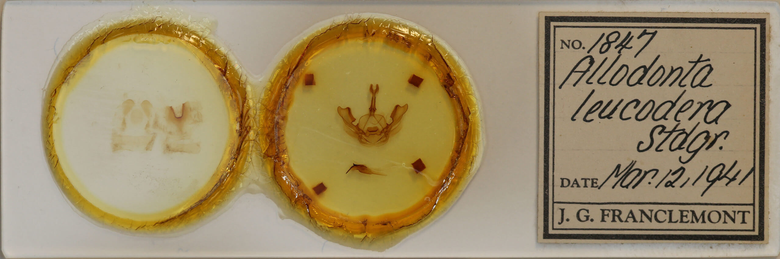 slide view of adult Hexafrenum leucodera