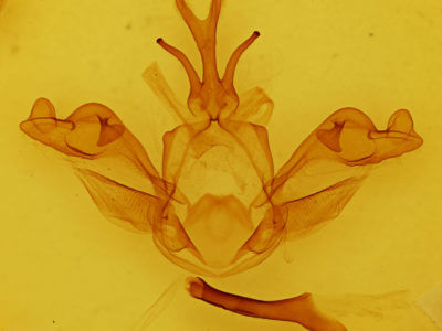 genitalia view of adult Allodonta plebeja
