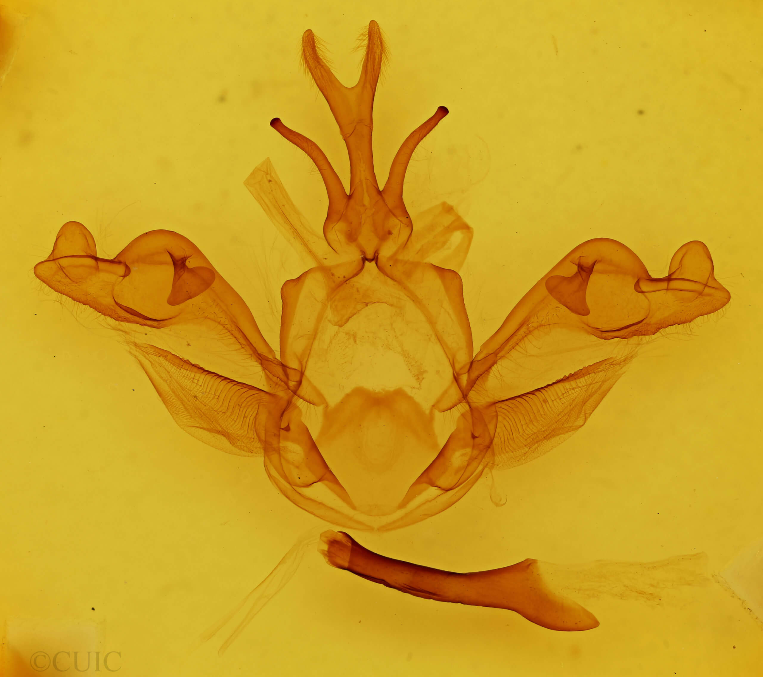 genitalia view of adult Allodonta plebeja