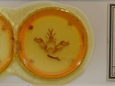 slide view of adult Allodonta plebeja