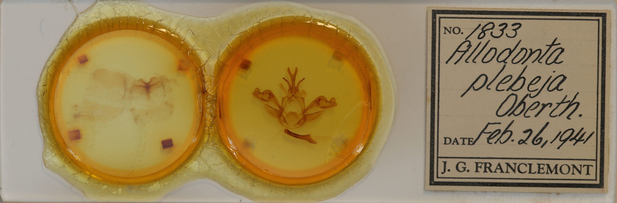 slide view of adult Allodonta plebeja