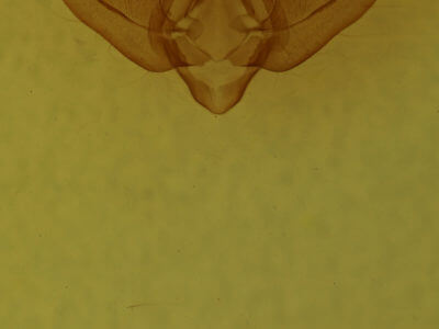 genitalia view of adult Amphipyra glabella