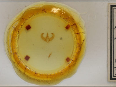 slide view of adult Amphipyra glabella