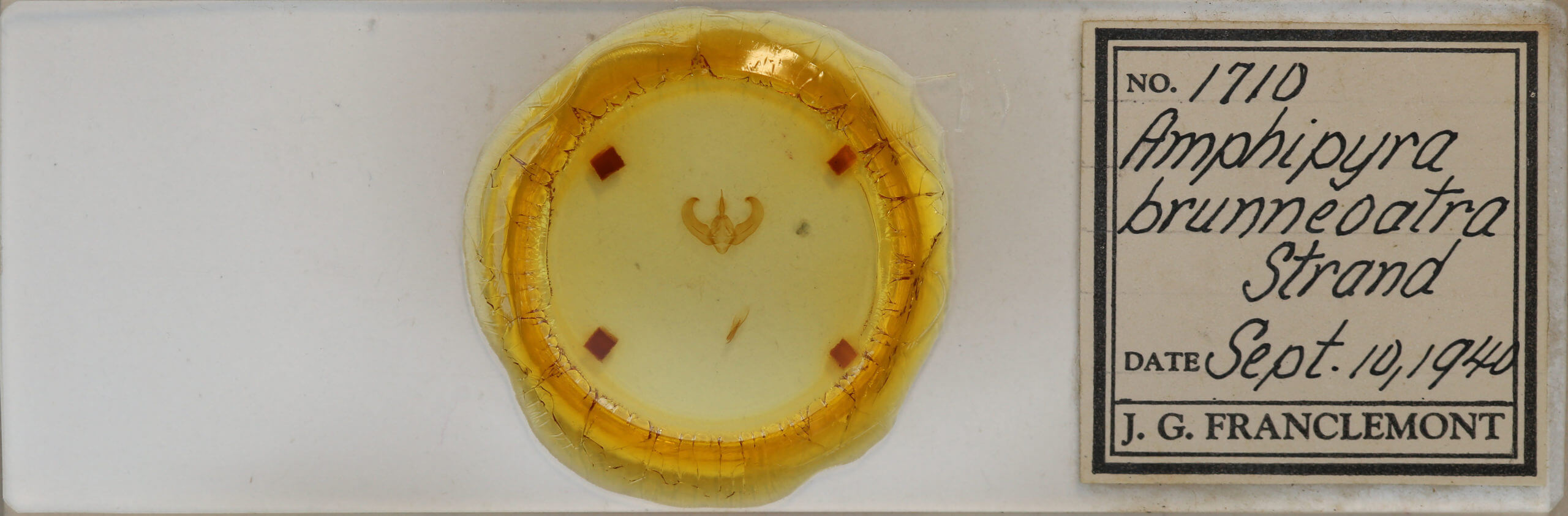 slide view of adult Amphipyra glabella