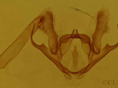 genitalia view of adult Iridopsis humaria