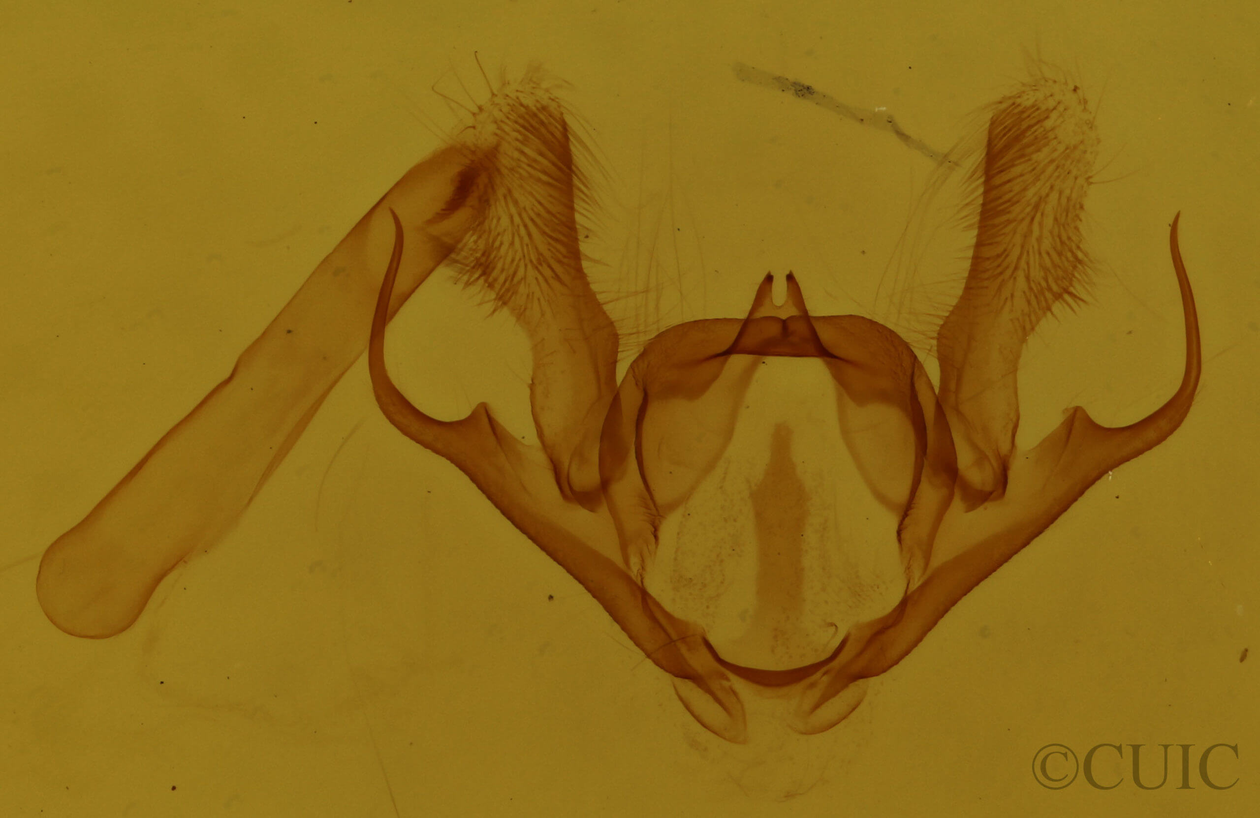 genitalia view of adult Iridopsis humaria