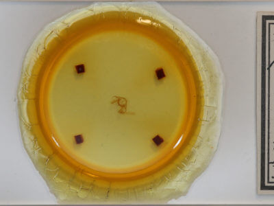 slide view of adult Iridopsis humaria