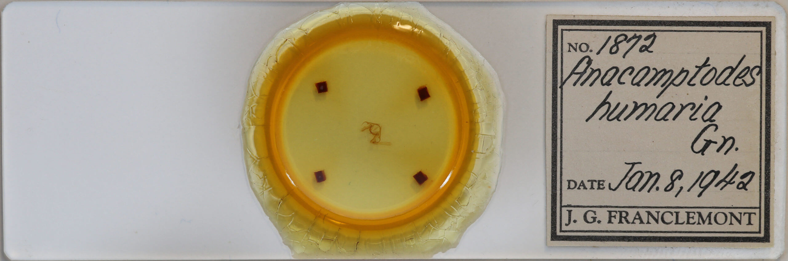 slide view of adult Iridopsis humaria