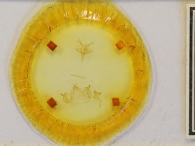 slide view of adult Anticla