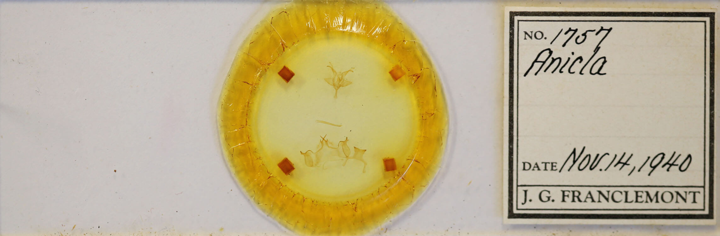 slide view of adult Anticla