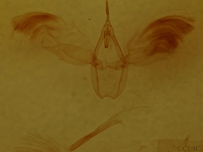 genitalia view of adult Anomis impasta