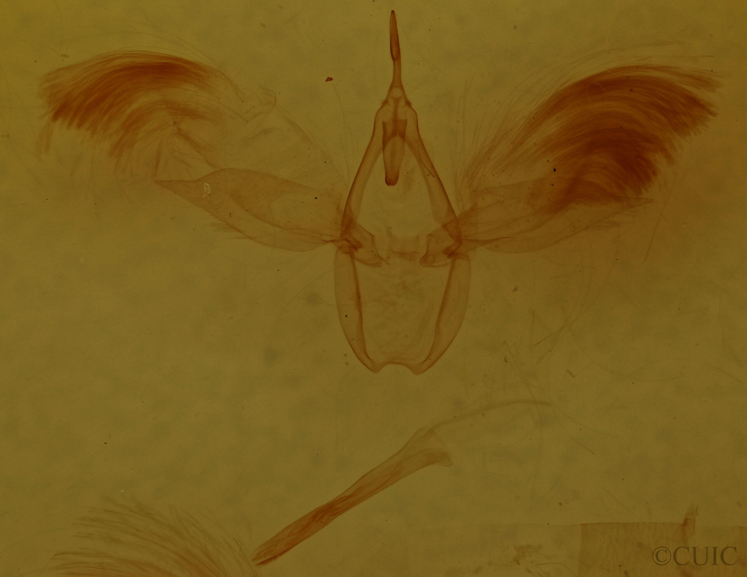 genitalia view of adult Anomis impasta