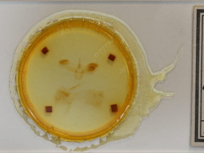 slide view of adult Anomis impasta