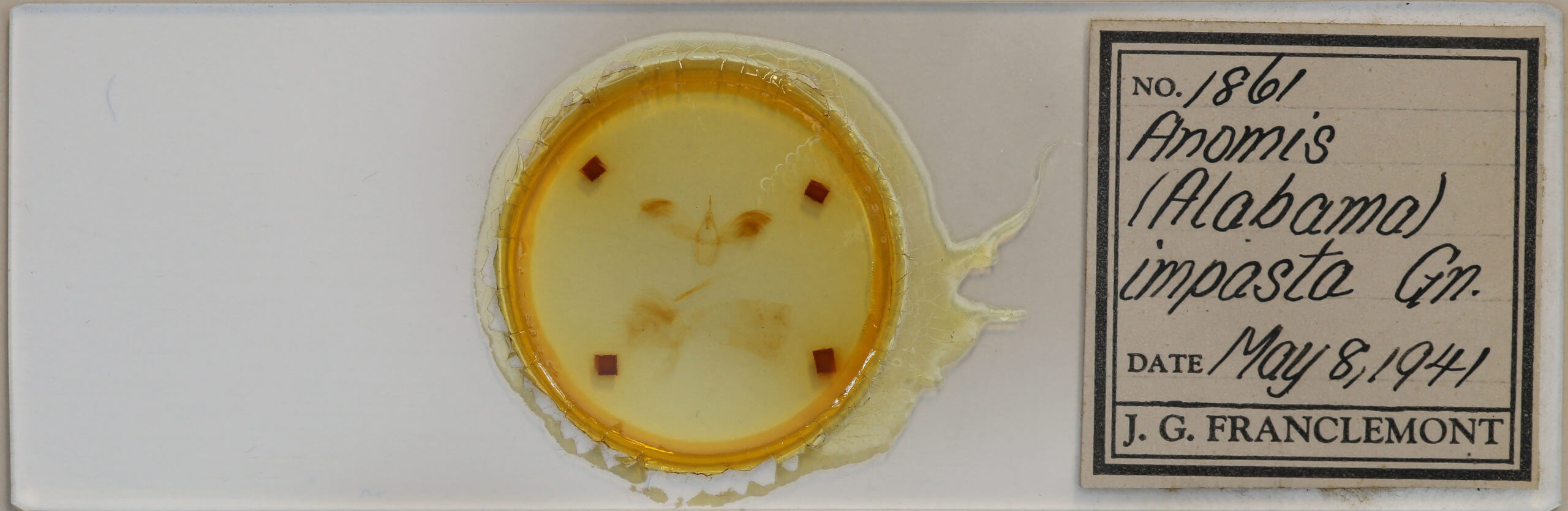 slide view of adult Anomis impasta