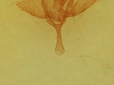 genitalia view of adult Anticla