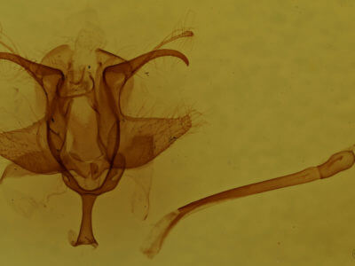 genitalia view of adult Anticla antica