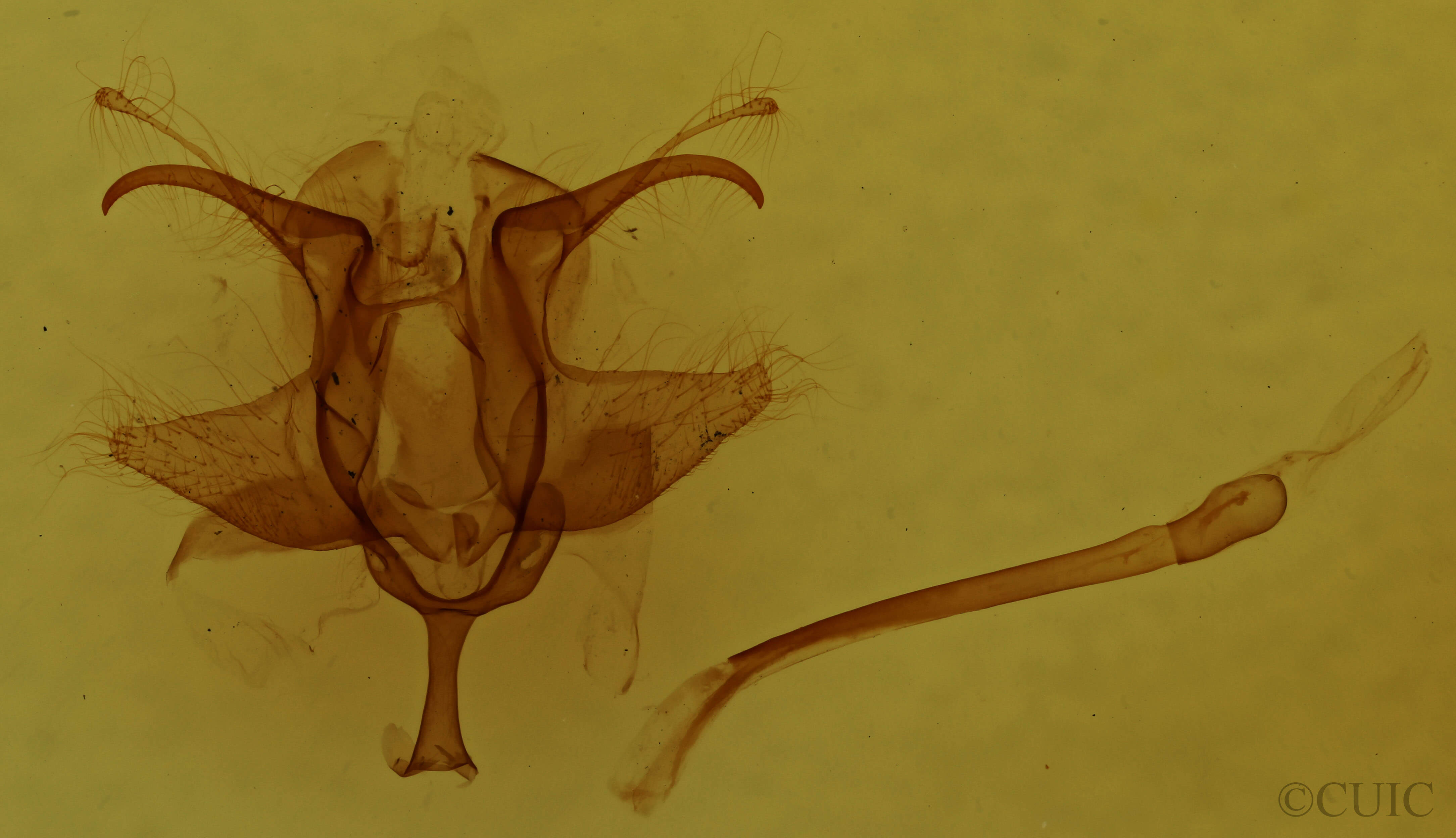 genitalia view of adult Anticla antica