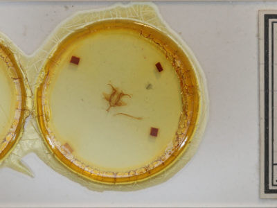 slide view of adult Anticla antica