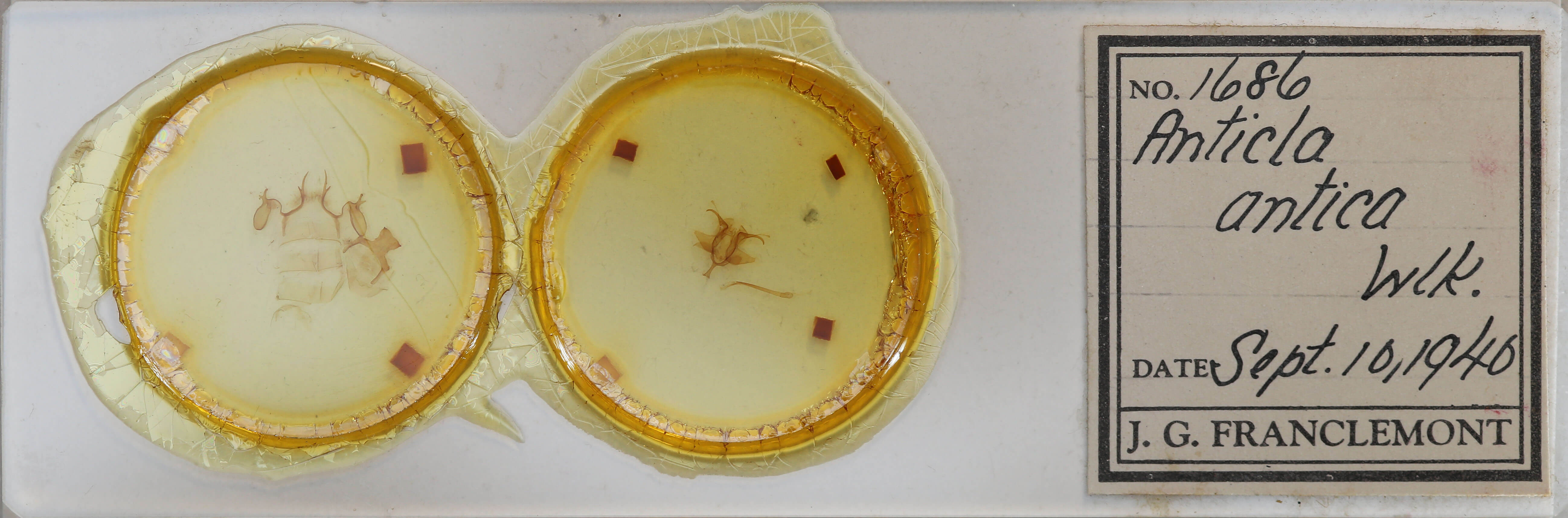 slide view of adult Anticla antica