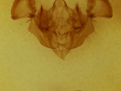 genitalia view of adult Apamea plutonia