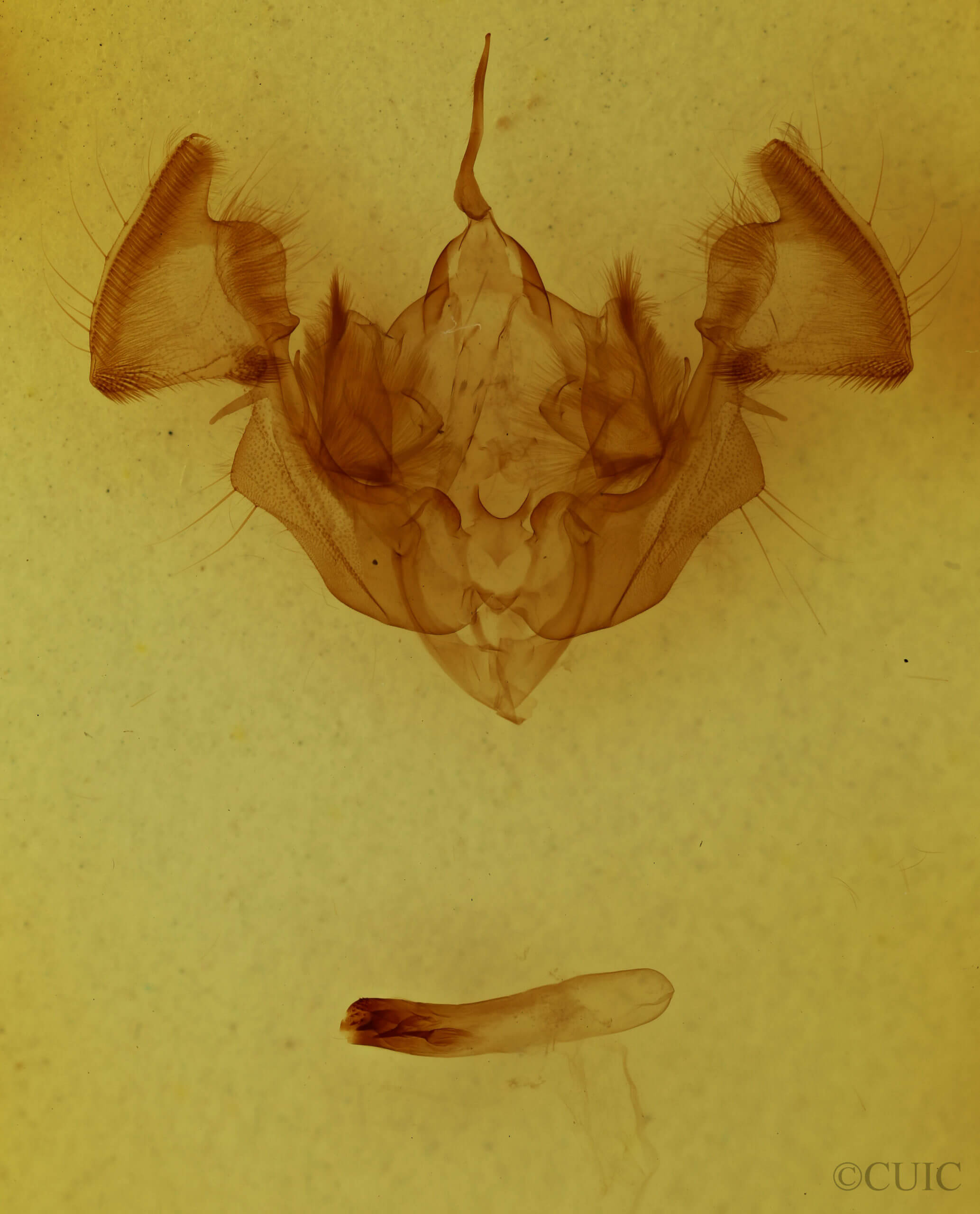 genitalia view of adult Apamea plutonia