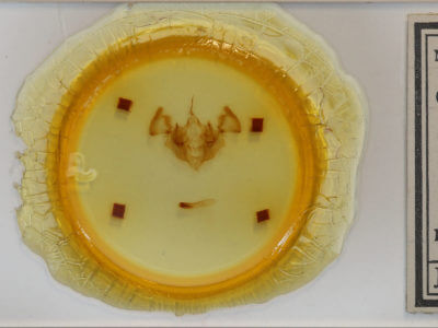 slide view of adult Apamea plutonia