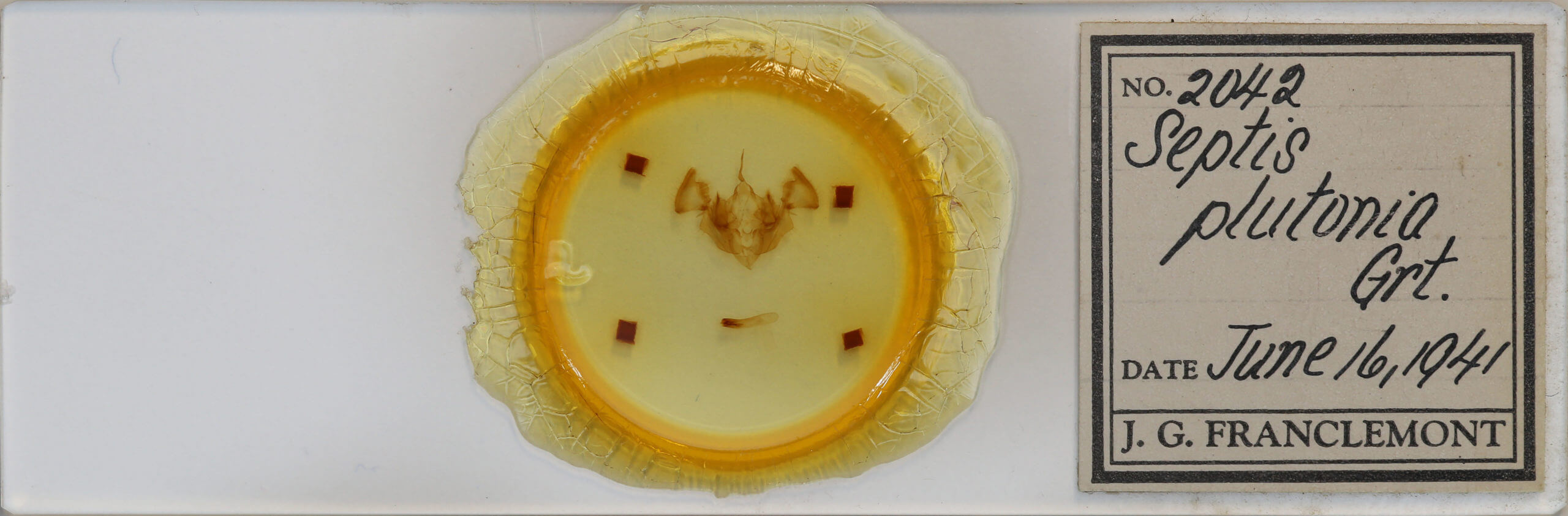 slide view of adult Apamea plutonia