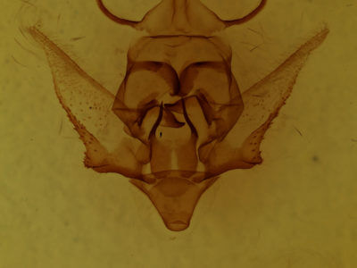 genitalia view of adult Apatelodes nina